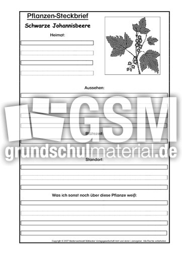 Pflanzensteckbrief-schw-Johannisbeere-SW.pdf